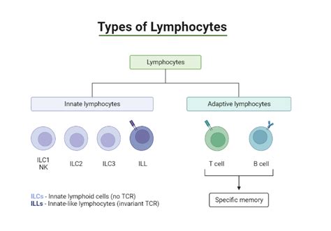 Image result for Lymphocytes Cell Labeled