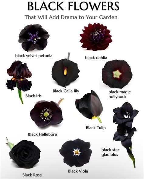 Pin by RM Colina on Butterfly garden | Black flowers, Gothic garden ...