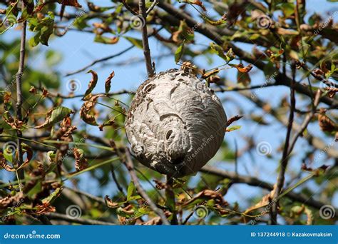 Large Wasp Nest Hanging in Tree Crown Stock Photo - Image of park ...