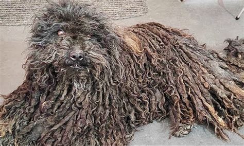Dog With Dreadlocks