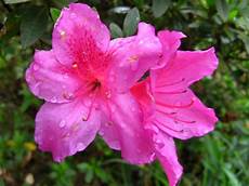 fiore flowers flowers for flower azalea flowers fiore flowers flowers for flower azalea flowers