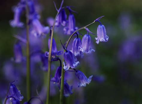 Bluebells Flower Meaning Symbolism | Best Flower Site