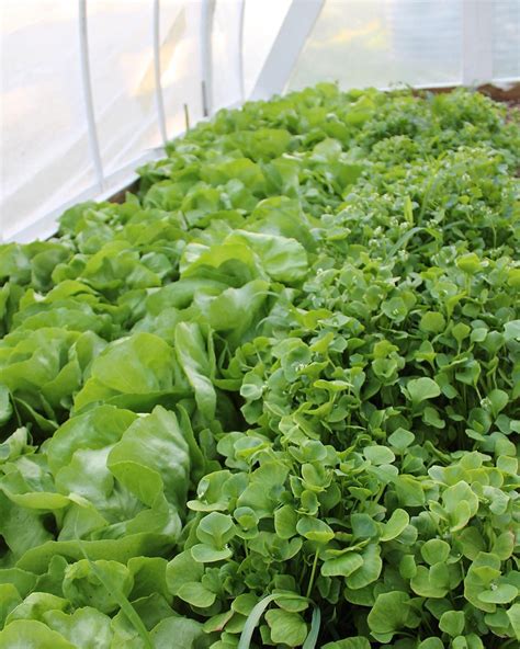 Fresh Taste Produce 的图像结果