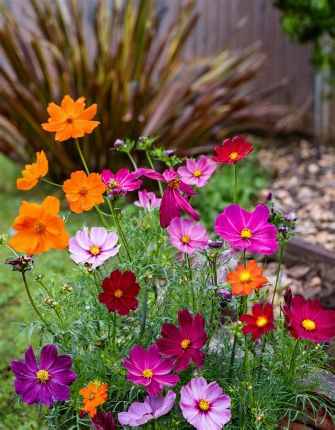 A Complete Guide to 11 High Phosphorus Fertilizers