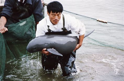 Why the Yangtze Finless Porpoise Is Endangered and What We Can Do