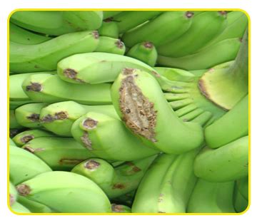 Banana Expert System