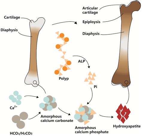 Recovery of Phosphorus in Wastewater in the Form of Polyphosphates: A ...