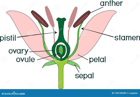 Flower Ovary Cross Section