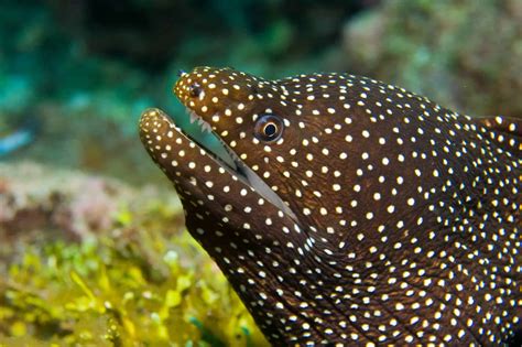 Types Of Eels: 8 Of The Best Freshwater And Saltwater Eels
