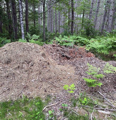 Using Yard Waste as Fuel 的图像结果