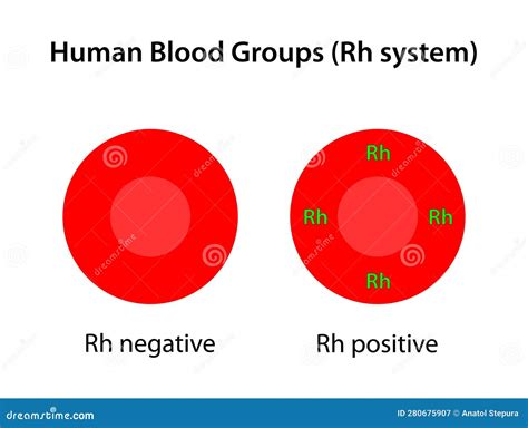 Human Blood Groups, Rh System Stock Vector - Illustration of antigen, blood: 280675907