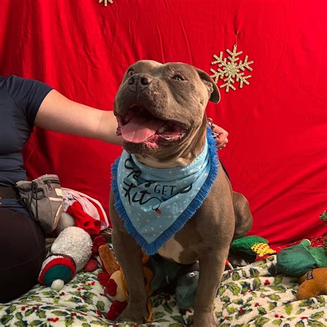 Adoptable Dogs — Friends of Berkeley Animal Care Services (FoBACS)