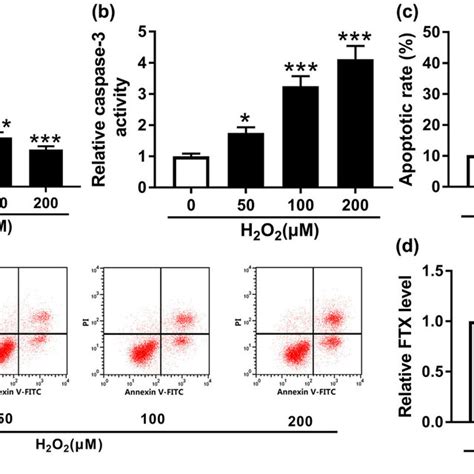 H2O2 Apoptosis 的图像结果