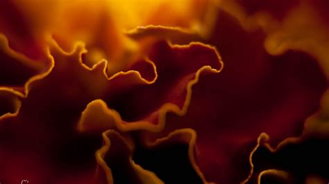Download wallpaper 2560x1440 petals, folds, dark, orange widescreen 16: ...