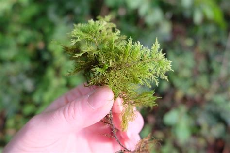 What’s that Moss: ID Tips for Beginners - Plantlife