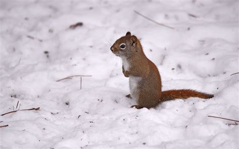 Ardilla roja en la nieve Fondo de pantalla 4k ID:11248