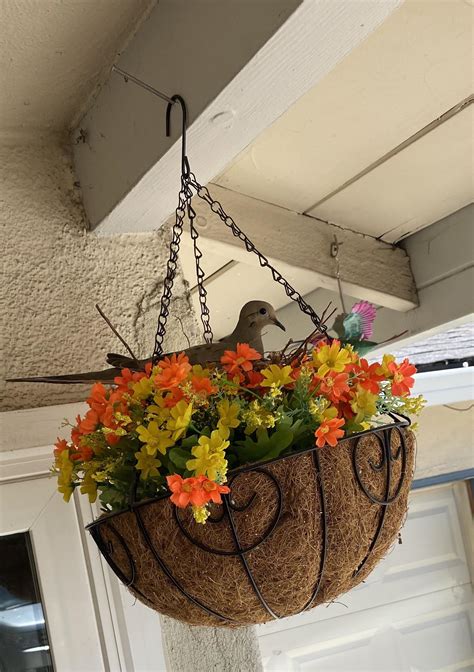 The groundhog or woodchuck is a rodent native to North America. They ...