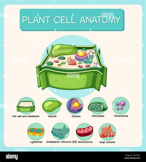 Plant Cell Structure 的图像结果