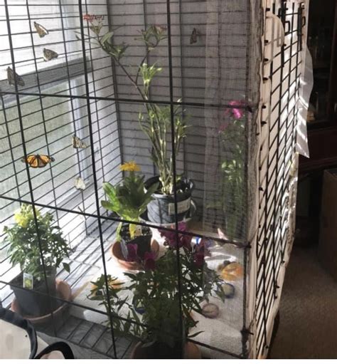 Butterfly Habitat with Flowers and Plants - habitat of butterfly