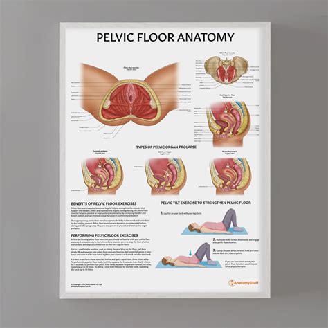 Pelvic Floor Examination