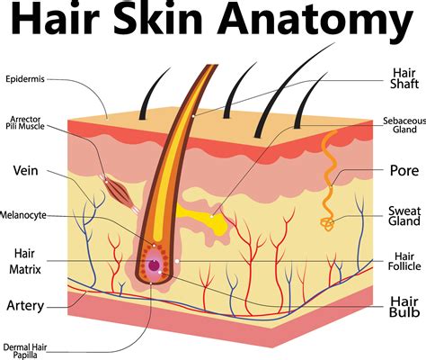 Epidermal Layers Diagram