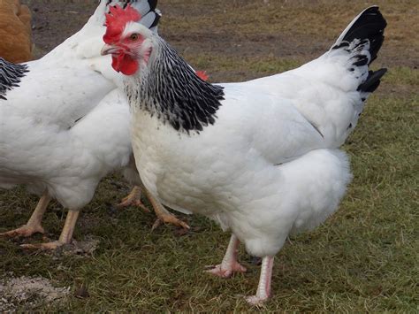 Sussex Chickens | Sussex For Sale | Chicken Breeds