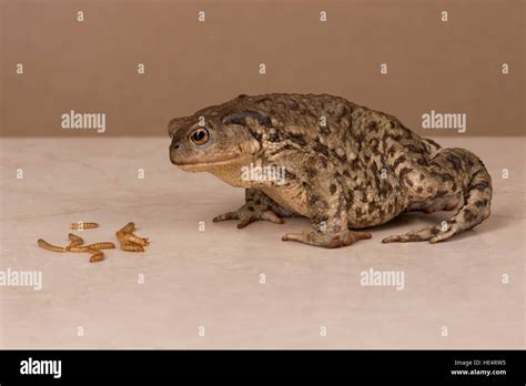 Image result for Common Toad Eating