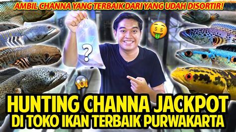 toko jackpot login,Look no further than Toko Jackpot