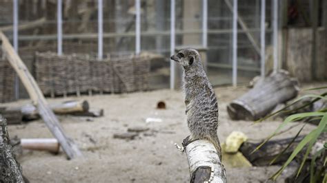 Meerkat - Bristol Zoo Project