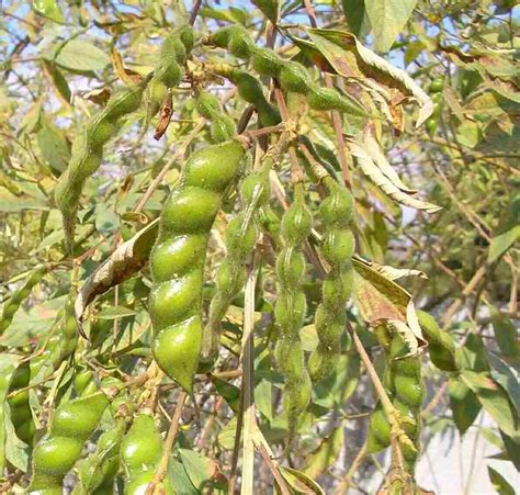 Pigeon Pea Leaves Tea Benefits at Joyce Sargent blog