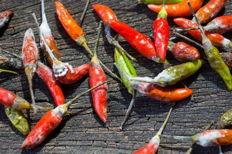 Do Peppers Go Bad? What To Look For And How To Slow It – PepperScale