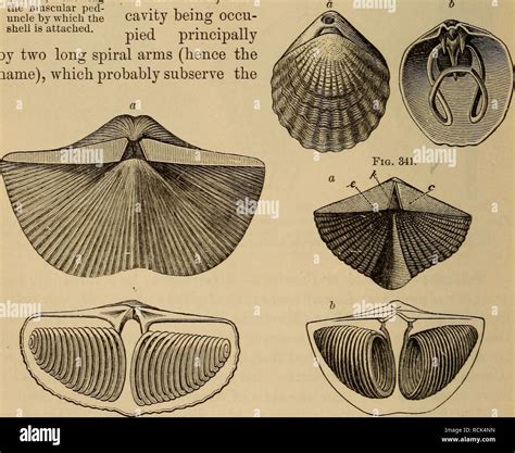Image result for Lingula Shell