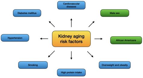 Structural and Functional Changes in Aging Kidneys