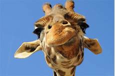 Animals Wallpapers Cool Animals by 73 Cool Animal Backgrounds 183 Free High Animals Wallpapers Cool Animals