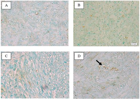 The result of apoptosis examination showed positive apoptotic cells ...