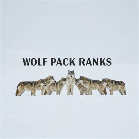 20 Wolf Pack Ranks And Their Roles Explained