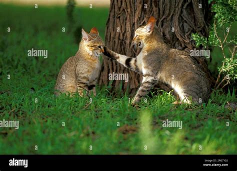 Image result for Hawk Catching Cat