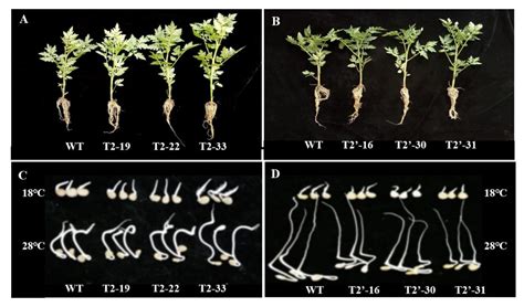 Effects of the Chloroplast Fructose-1,6-Bisphosphate Aldolase Gene on ...