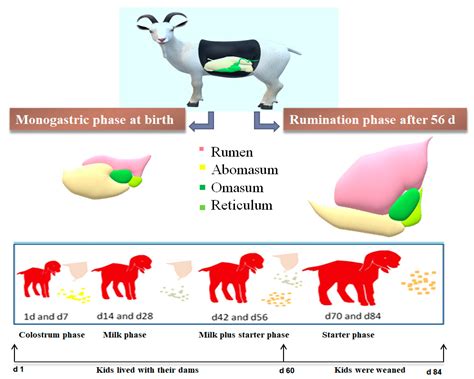 Predicting the Digestive Tract Development and Growth Performance of Goat Kids Using Sigmoidal ...