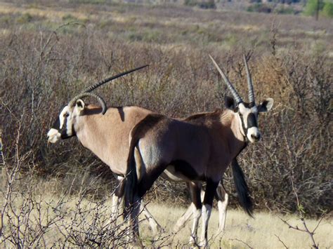 Oryx White Sands Oryx Hunt White Sands Missile Base New Mexico