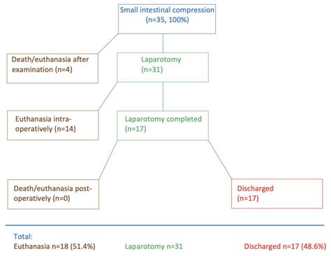 Ileus Caused by Compression of the Small Intestine in 35 Cows