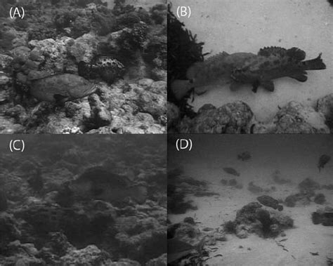 Image result for Normal Phase Grouper