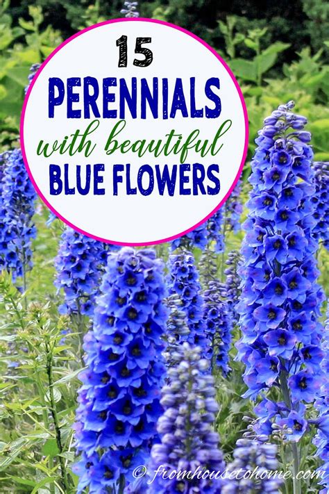 Blue Flowering Perennials (15 Easy To Grow Plants) | Blue flowering ...