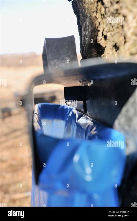 Image result for Making Maple Syrup