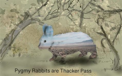 Pygmy Rabbit Facts 的图像结果