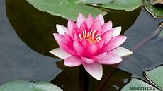 Lotus Picture by Dwelling In The Lotus A Meditation Practice Lotus Picture