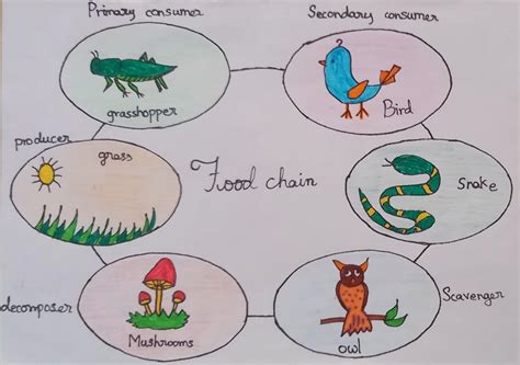 Easy food chain drawing – Artofit