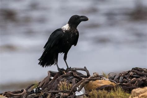 BirdsEye Photography: Review Photos