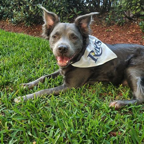 A Long-Haired Pitbull Is Short Of A Miracle