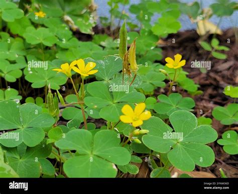 Creeping Woodsorrel (Oxalis corniculata Stock Photo - Alamy